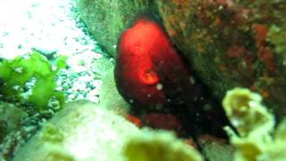 preview picture of video 'Hiding Octopus near Claveria Lagoon Philippines'