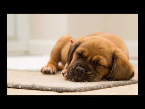 The Most beautiful dogs in the world you've never seen