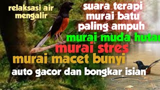 Download lagu terapi murai batu stres dan macet bunyi dg suara murai batu dialam liar dan gemericik air mengalir mp3