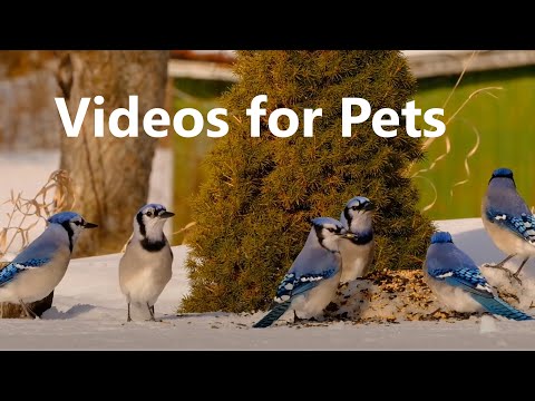 Blue Jays, Doves, Starlings and Squirrels - 10 Hours - Mar 14, 2023