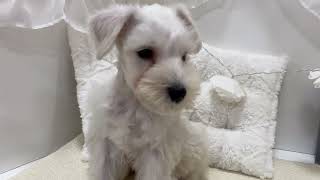 ミニチュアシュナウザーの動画01