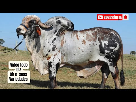 Documentário Monte Belo de Brasília 