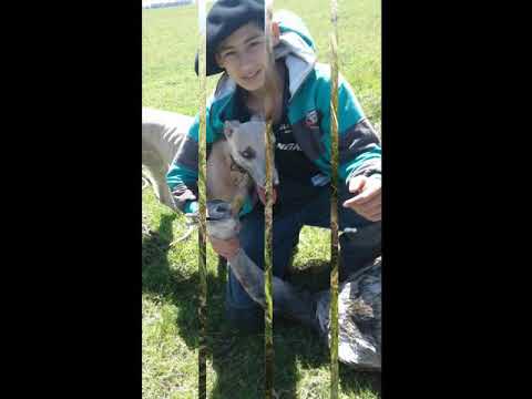 El mejor amigo del hombre (galgos)