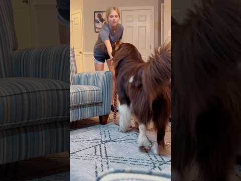 playing w the BEAST❤️ #shortsfeed #newfoundlanddog #doglover #dog