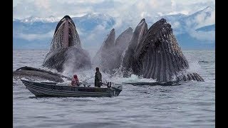 25 Craziest Animal Encounter Photos