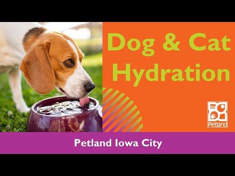 Dog & Cat Hydration Tips