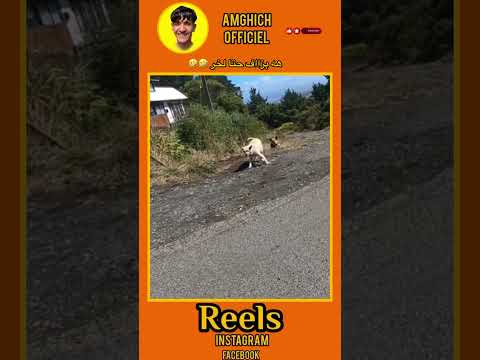 خلي لايك او متابعة باش يوصلك جديد😂❤️ #funn#وناسه #comedy #automobile #اكسبلور #كلمه #ضحك🤣🤣