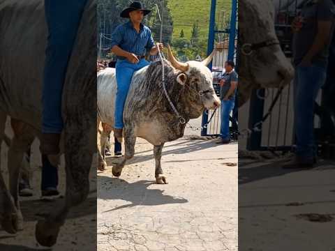BOIS DE SELA EM SANTA RITA DE CALDAS MG