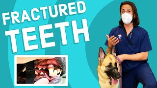 Fractured Teeth in Dogs