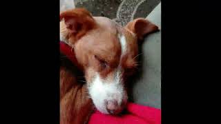 Lola, un'adorabile monella