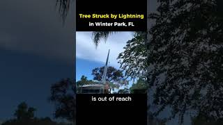 Removing A Camphor Tree Struck By Lightening With Extra Large Crane