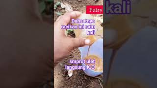 Download lagu the power of this mixture makes the caterpillars die mp3 Download lagu the power of this mixture makes the caterpillars die mp3
