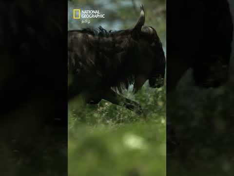 தண்ணீருக்காக வரும் விலங்குகளுக்கு காத்திருக்கும் ஆபத்து! 🌊 #natgeo #creativekillers