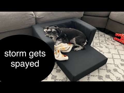 Storm gets spayed! + finally getting one of karleen’s pregnancy cravings!