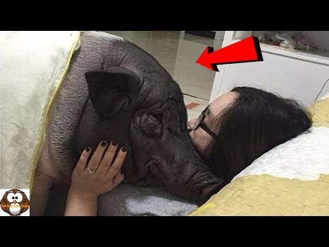 Tak Tahan Jomblo Dan Kesepian,, Cewek Cantik 'Begituan' Dengan Babi,, Sampai...