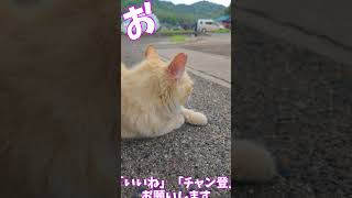 なんてかわいいんでしょう　　　猫」「CAT & PEACE」 #ねこ動画 #cat #かしわねこ  #野良猫 #ネコムート #ねこ  #三毛猫 #猫動画 #癒し  #子ネコ