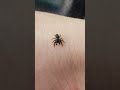 majority of jumping spiders where I am are small, thus one jumped in my car a while ago