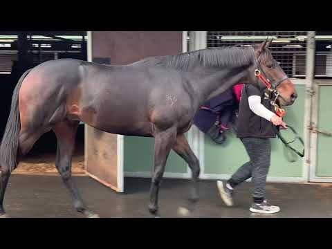 Reliable Man x Merayaat, 2017 yearling colt