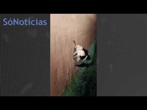 Morador flagra “embate” raro entre tamanduá e onça em Mato Grosso