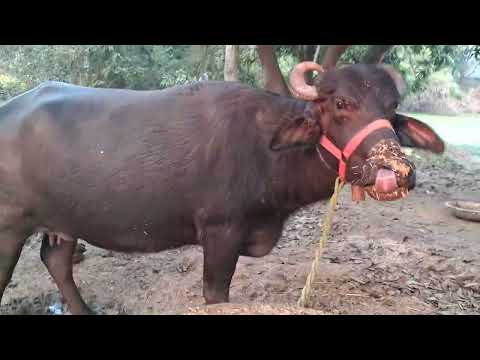 Pure black female bufflo