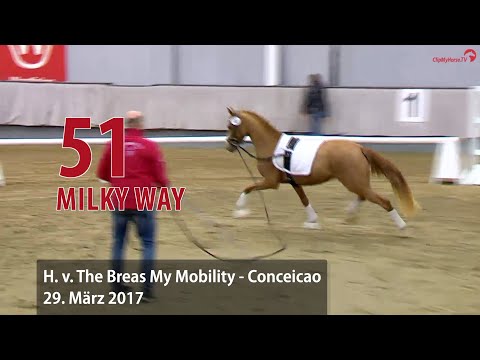 51 Milky Way Hengst v.The Breas My Mobility - Conceicao
