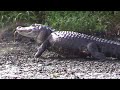 Great Blue Heron Captures Baby Gator Viewer Discretion Advised