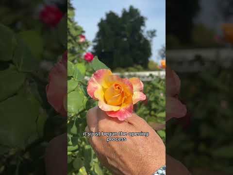 Make Your Bouquet Last Longer