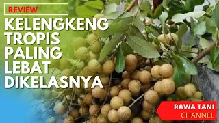 Download lagu KELENGKENG PUANGRAY !!! JENIS KELENGKENG PALING LEBAT BERBUAH DI KELASNYA I Rawa Tani mp3 Download lagu KELENGKENG PUANGRAY !!! JENIS KELENGKENG PALING LEBAT BERBUAH DI KELASNYA I Rawa Tani mp3