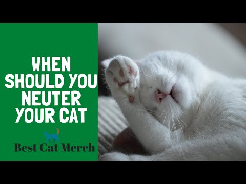 When Should You Neuter A Cat?