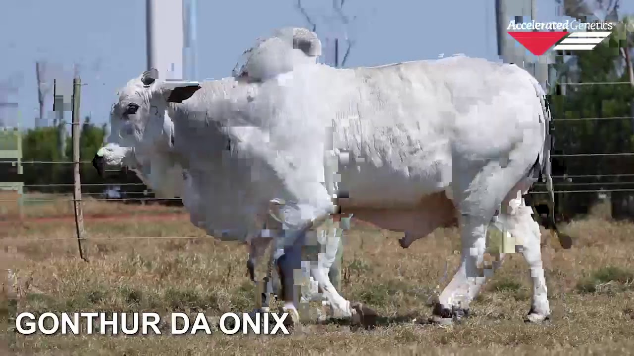 Vídeo 0802 GONTHUR DA ONIX