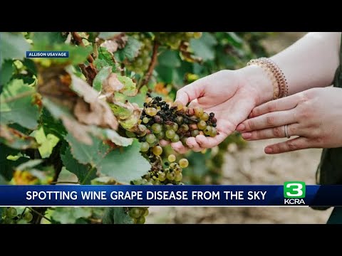 This NASA technology could detect early disease in wine grapes