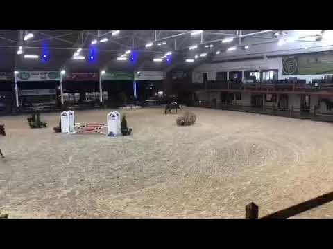 Cranberry AD (Cicero van Paemel x Winningmood vd Arenberg 2017 4yo class Azelhof