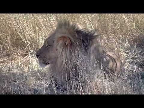 Two Weeks Into Mabuasehube/ Kgalagadi Transfrontier Park (KTP)