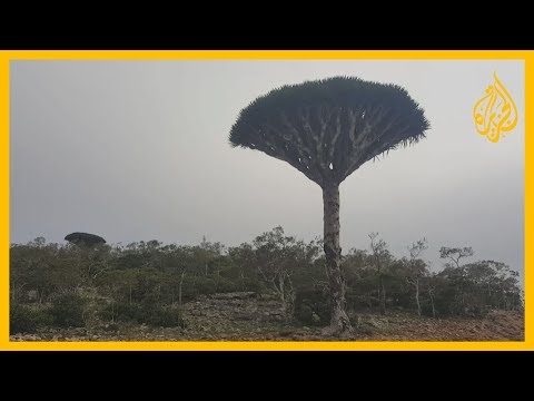 🇾🇪 منتجعات وأبراج اتصالات خاصة.. اتهامات للإمارات بتجريف البيئة والتراث في سقطرى