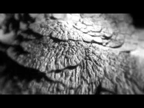 Deathpact - SEVEN COLORS (Official Audio)