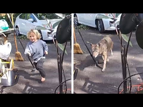 Coyote Chases 3-Year-Old Boy At California Home