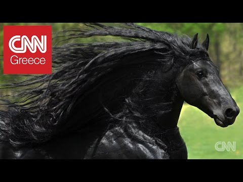 , title : 'Αυτό είναι το πιο όμορφο άλογο το κόσμου!'