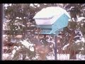 Death From Above: The War Against House Sparrows
