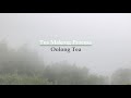 Tea Making Process-Oolong Tea 烏龍茶製作過程