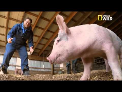 Attraper un cochon