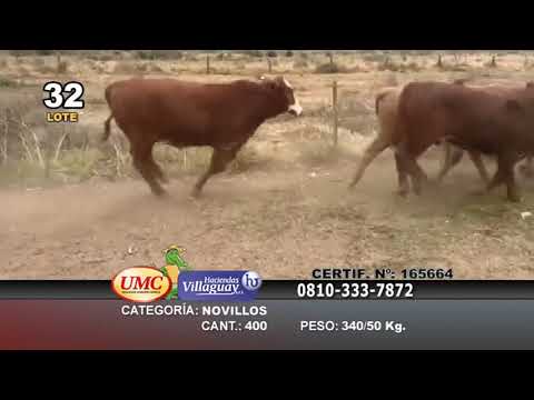 Lote 400 Novillos en Juan José Castelli, Chaco