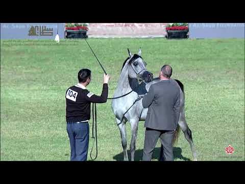 N.104 D SHIHANAH - 2020 PSAIAHF Al Khalediah Show - Fillies 3 Years Old (Class 3)