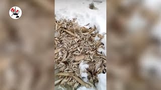 Мужик с пилой на рыбном море.
