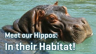 Hippos in their Habitat | Meet Our Hippos Ep. 3
