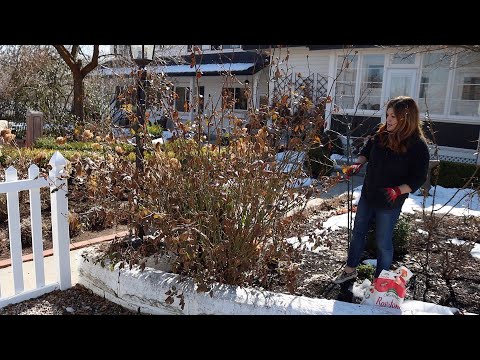 Pruning Roses in the Spring - Gardening Tips and Tricks