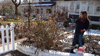 Spring Rose Pruning! 🌹✂️🌿 // Garden Answer