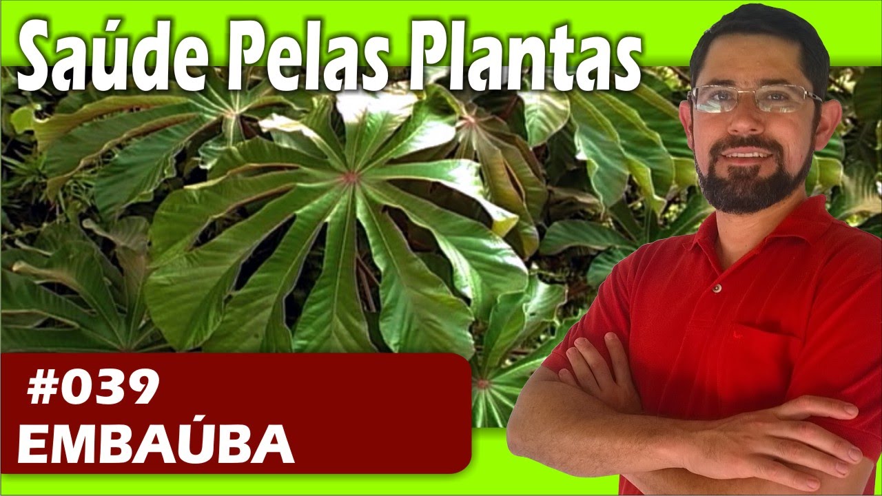 Saúde Pelas Plantas - Embaúba [hipertensão, diurético, anti-inflamatório]