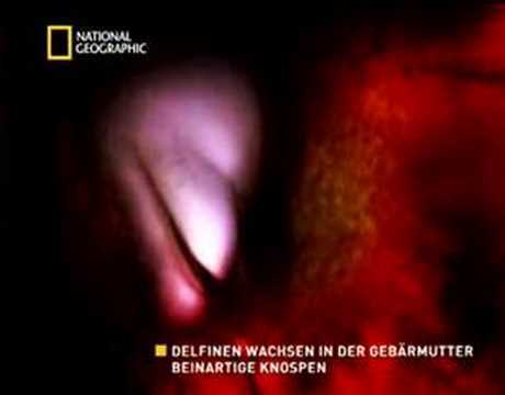 NATIONAL GEOGRAPHIC CHANNEL Das Wunder des Lebens:Säugetiere