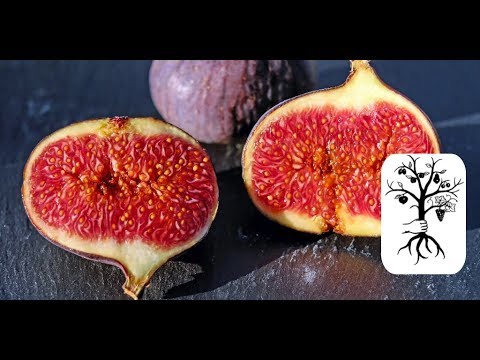 Feigenbaum schneiden, überwintern und pflegen