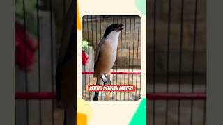 Download lagu Pentet Gacor Full Materi Lovebird – Ngekek Panjang Tanpa Putus! #cendetgacor #pentetgacor mp3